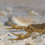 Skorpion / Scorpion