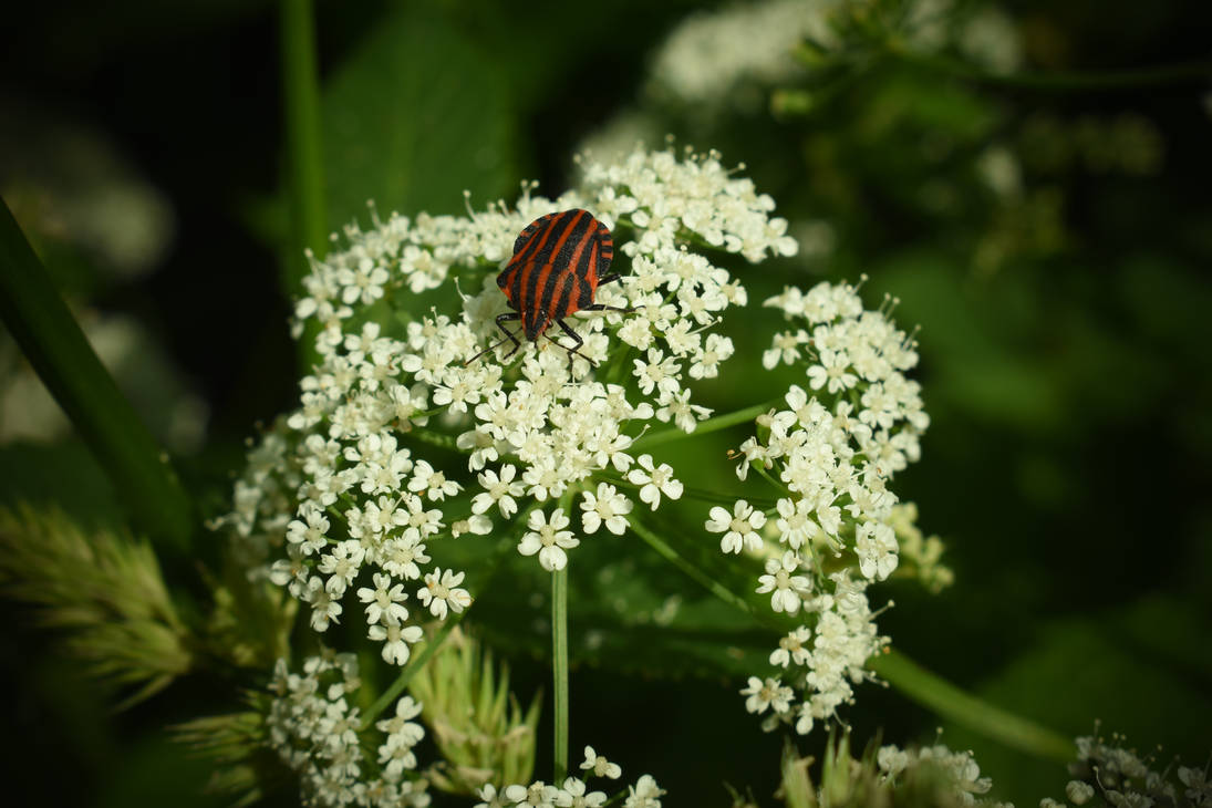 Beetle on a flower by jajafilm