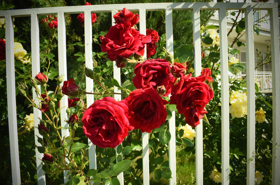 Roses by jajafilm