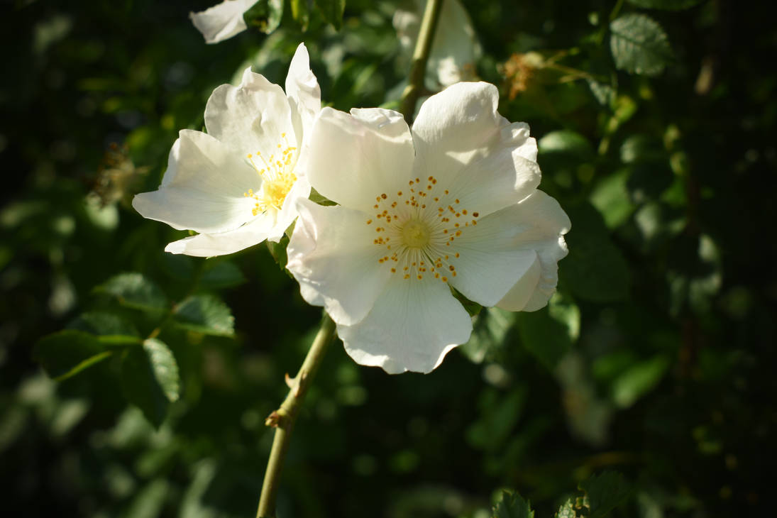 White flower by jajafilm