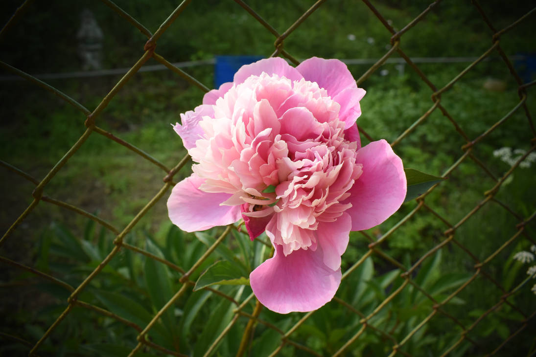 Pink flower by jajafilm