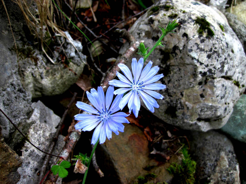Blue flower by jajafilm