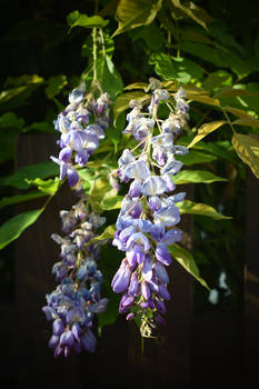 Wisteria (Adela)