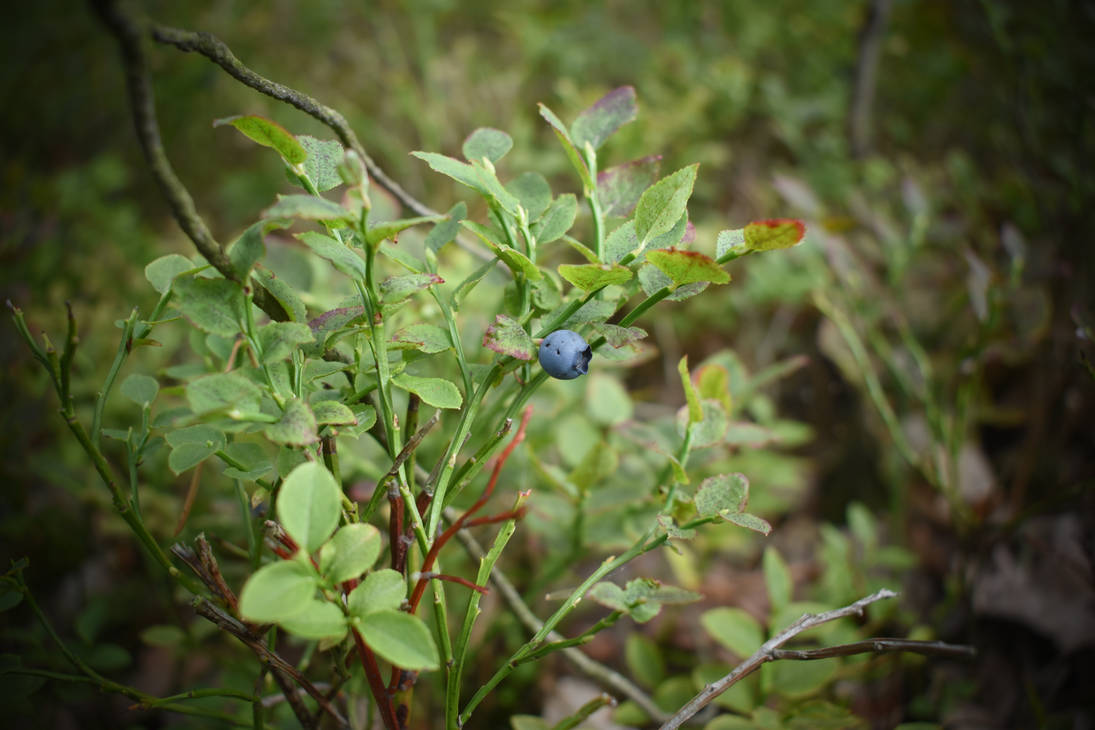 Blueberry by jajafilm