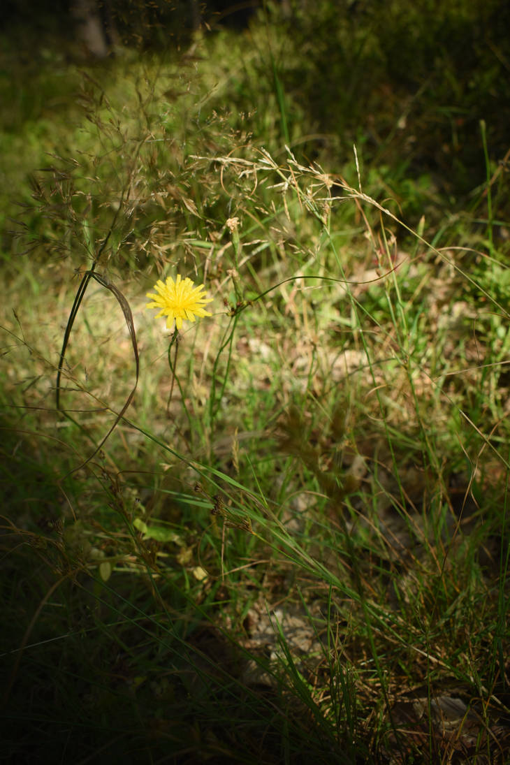 Meadow flower by jajafilm