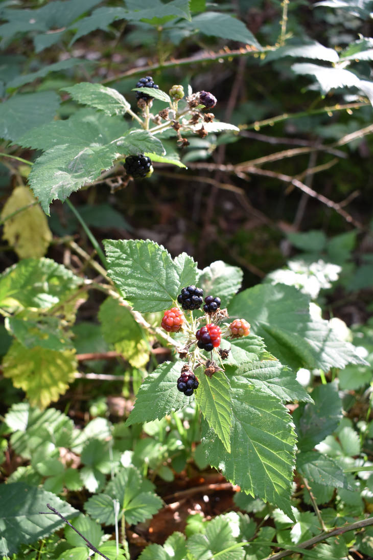 Blackberries by jajafilm