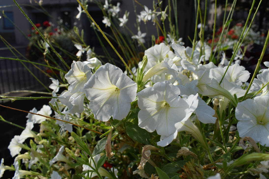 White flowers by jajafilm