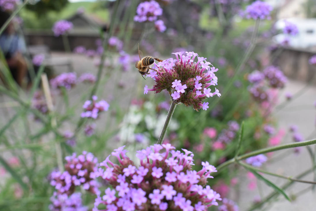 Bee on flower by jajafilm