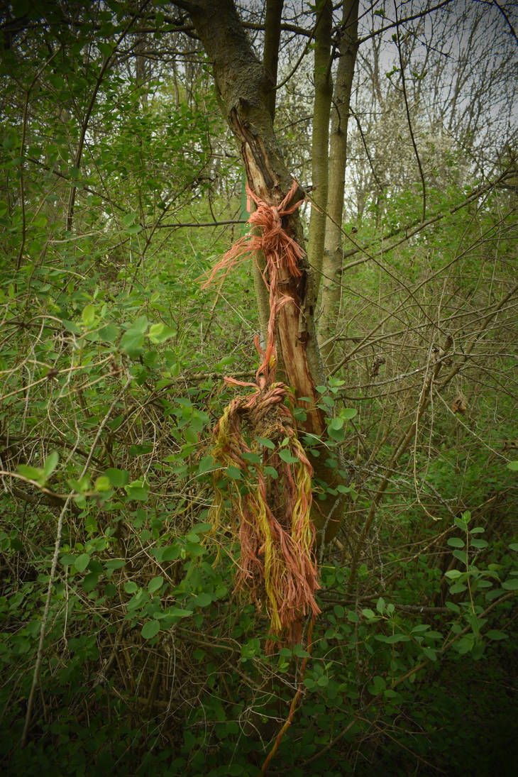 Rope on tree by jajafilm