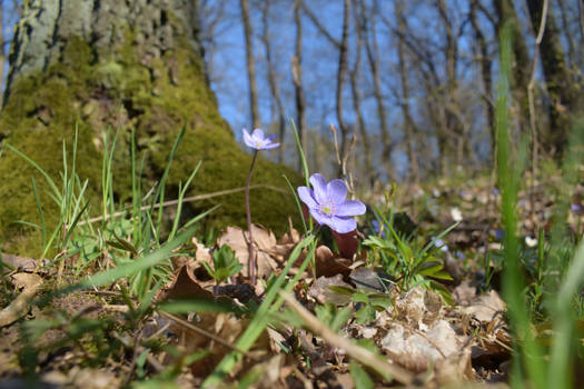 Purple flower in the forest in sunny weather