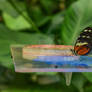 Black-red butterfly sitting on the table 2