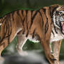 Sumatran Tiger