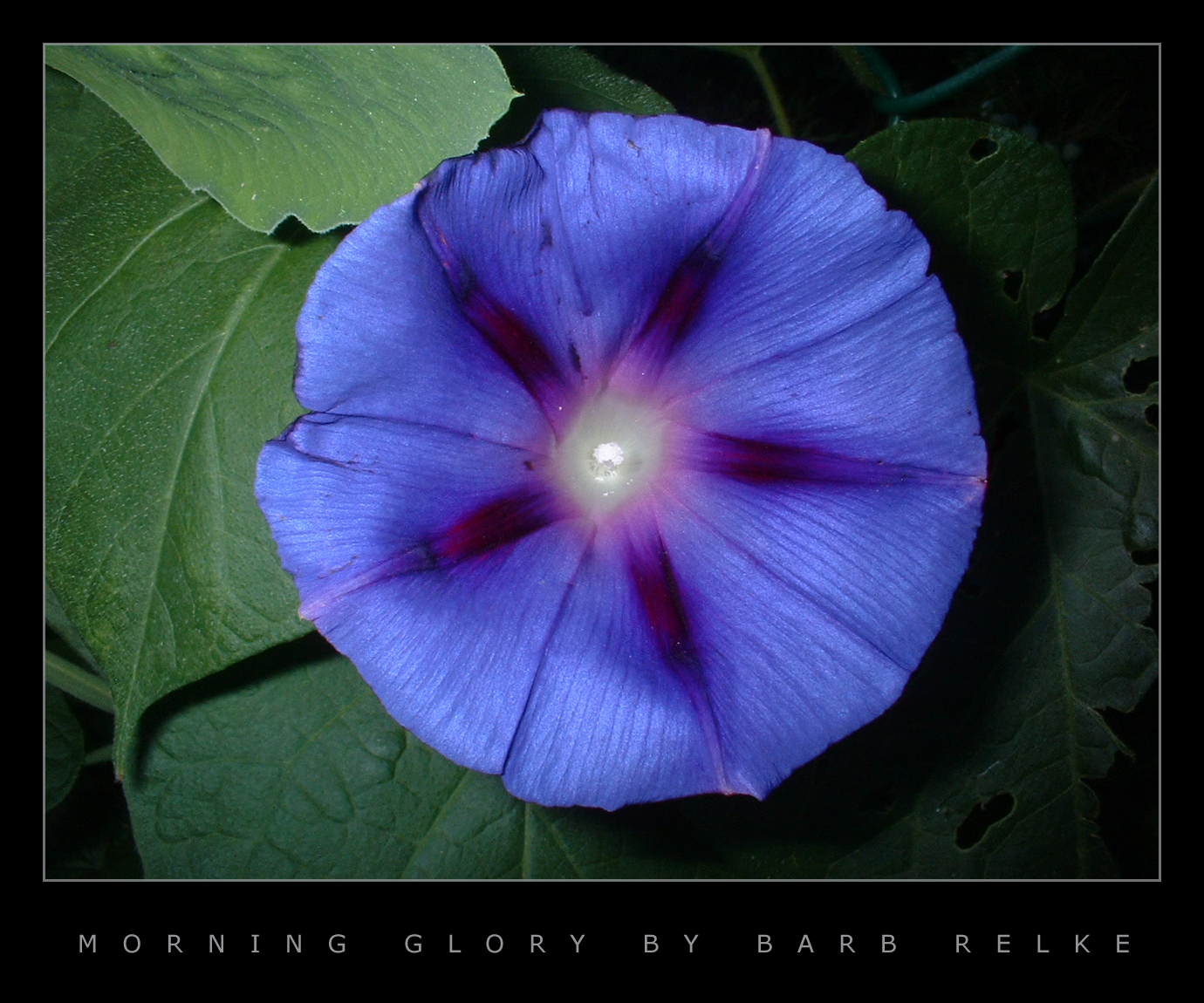 Early Morning Glory by redbandana