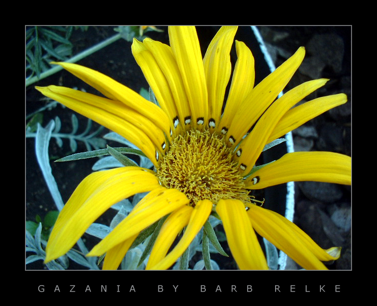 Gazania by redbandana
