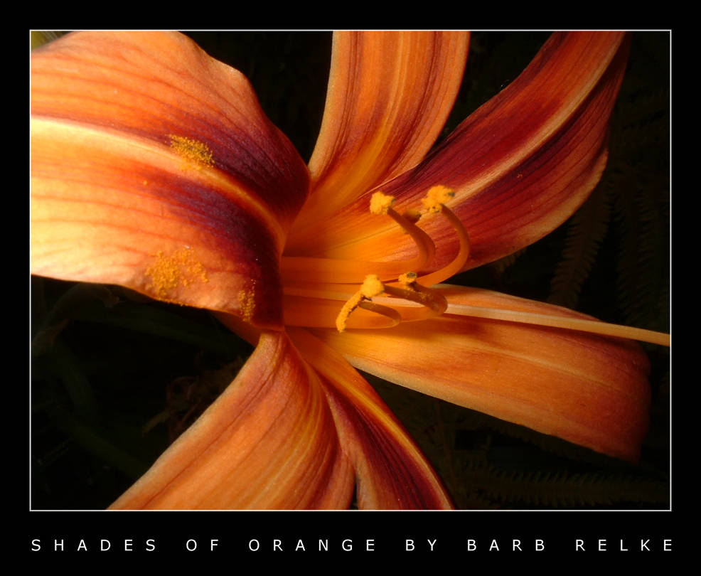Shades of Orange - A Lily by redbandana