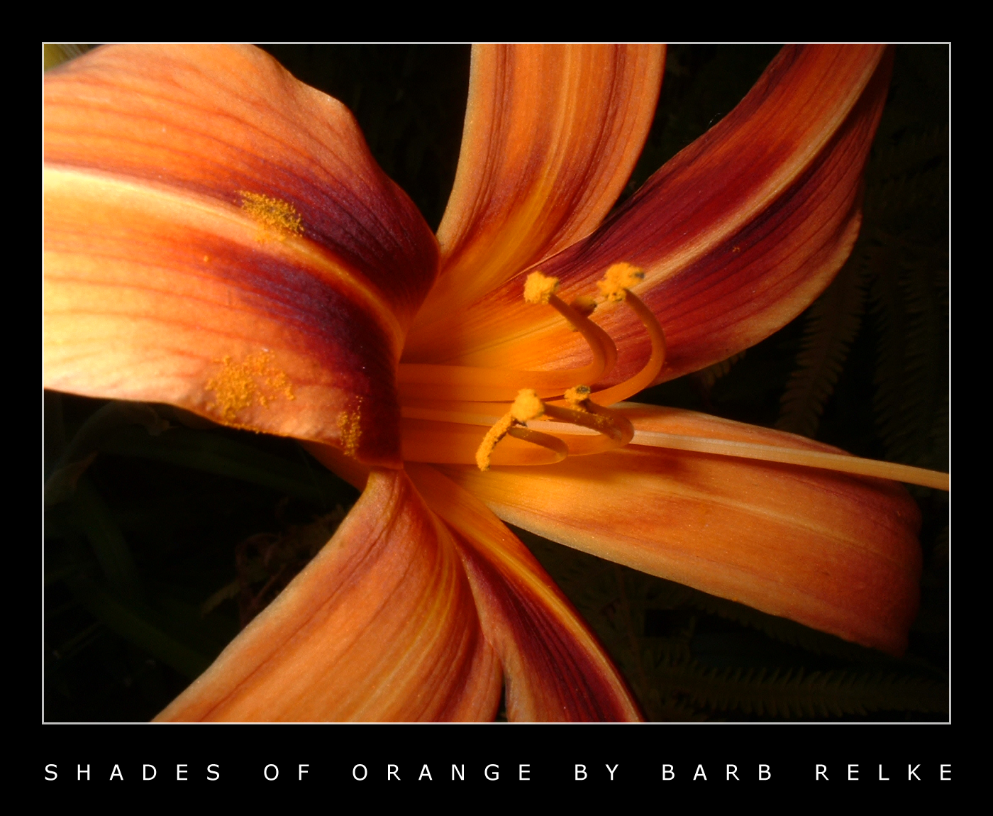 Shades of Orange - A Lily