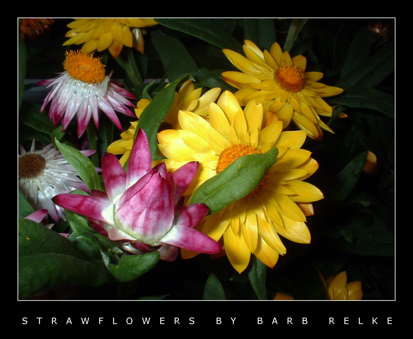Strawflowers by redbandana