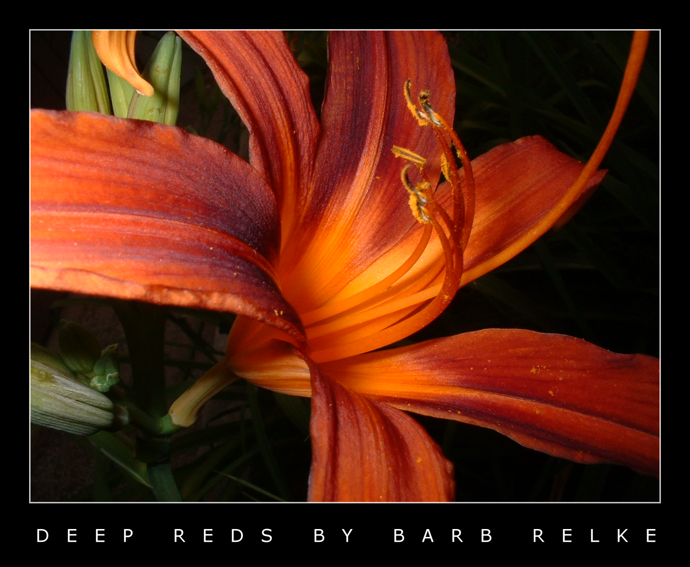 Deep Reds by redbandana