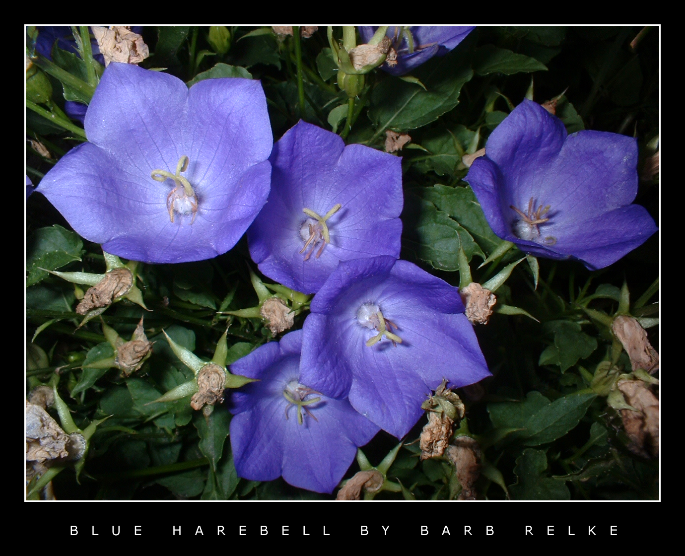 Blue Harebell by redbandana