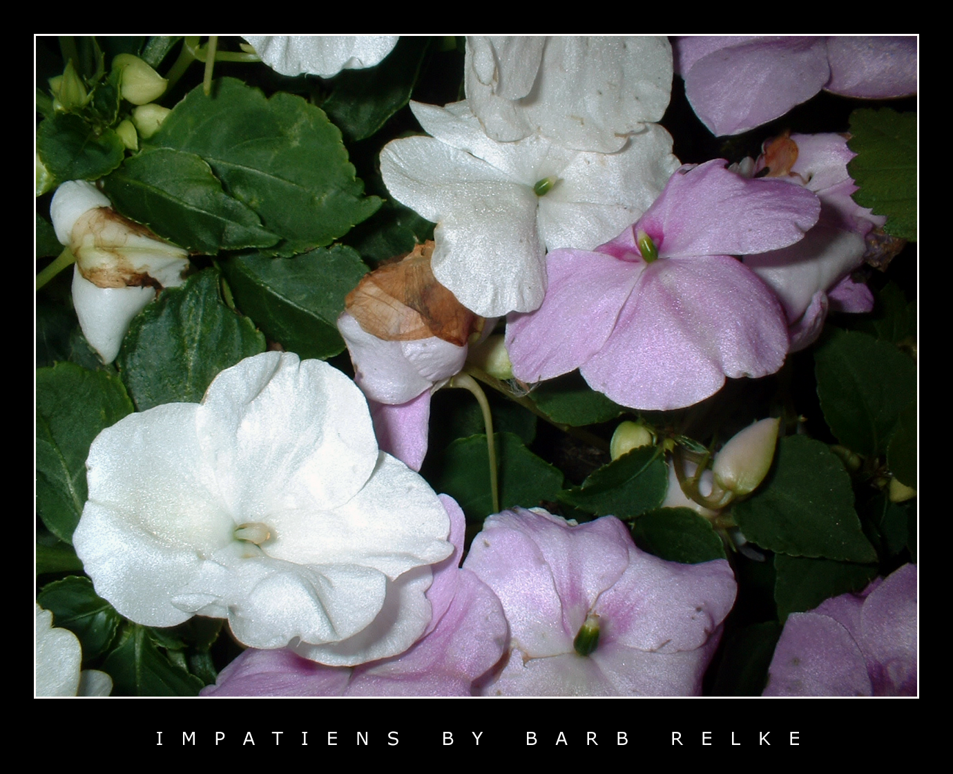 Impatiens - Pink and White by redbandana