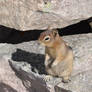 cute little thing