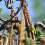 Spring 004