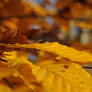 Autumn Leaves 04