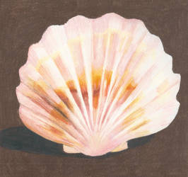 Scallop shell