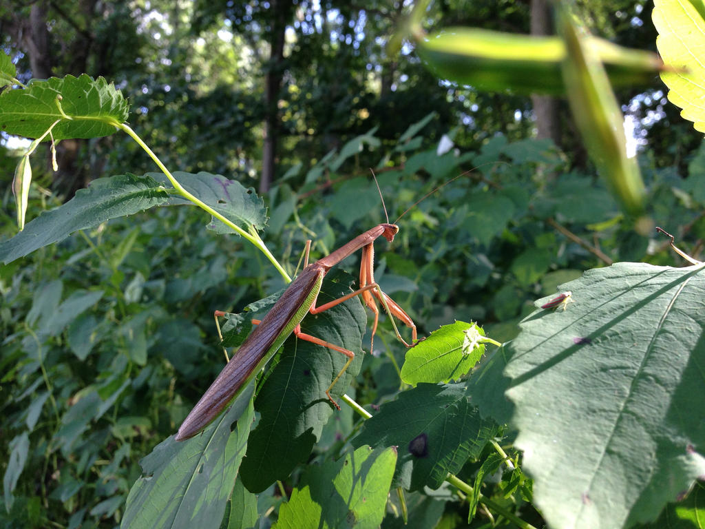 Mantis in Sunlight by COPPERSPADE on DeviantArt