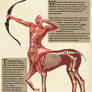 Centaur Anatomy- Natural History of the Fantastic