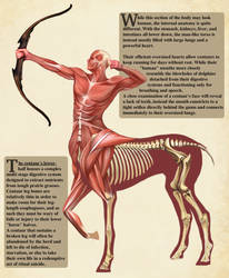 Centaur Anatomy- Natural History of the Fantastic