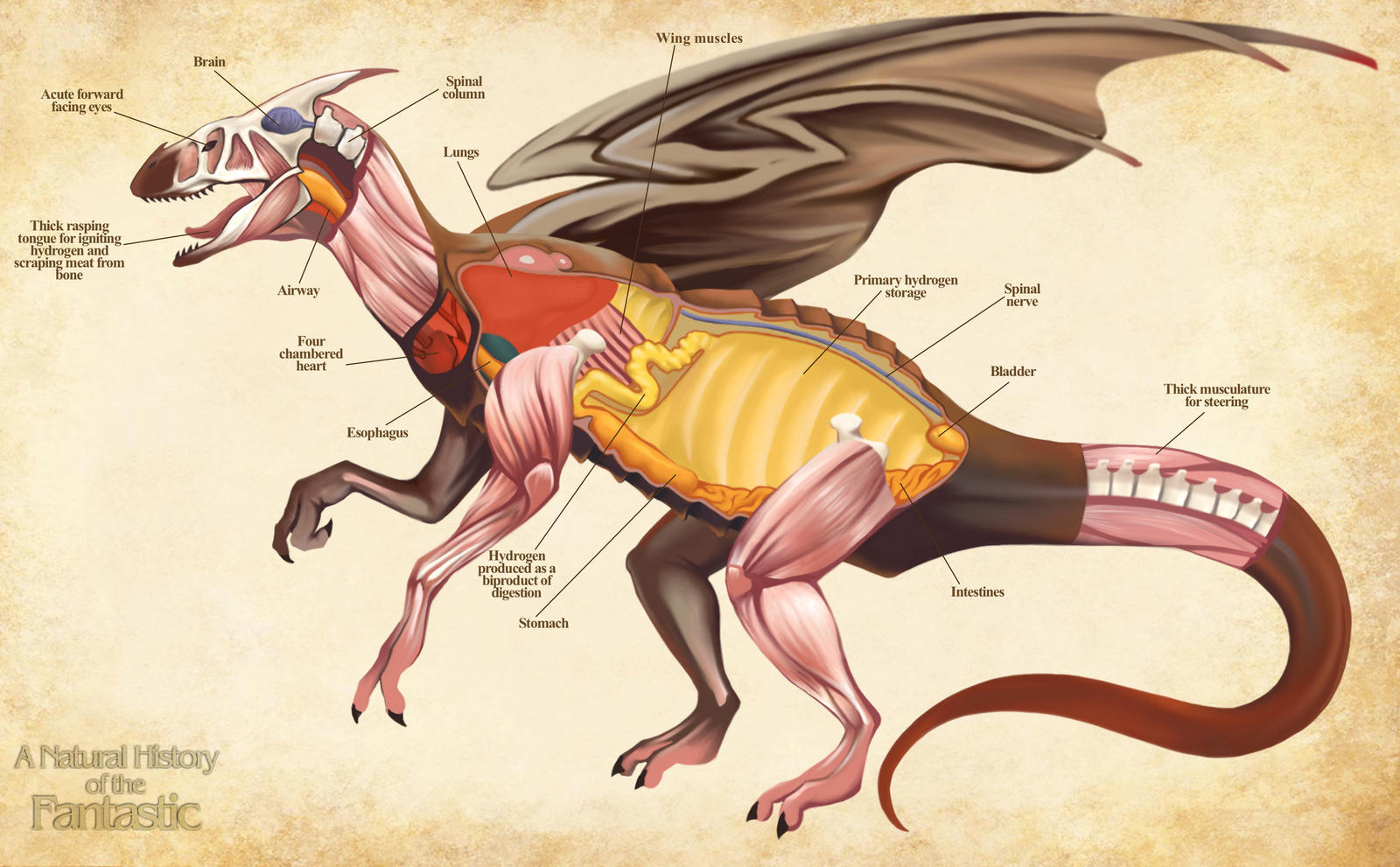 Drawing Dragon Anatomy At James Bartley Blog drawing-dragon-anatomy-at-james-bartley-blog
