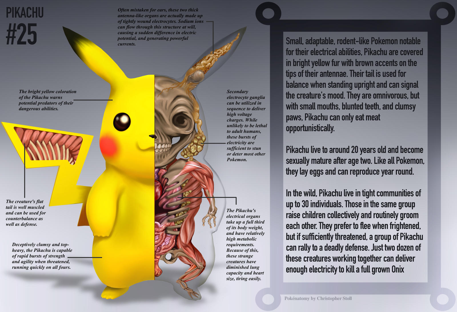 Pikachu Brain Pikachu Anatomy- Pokedex Entry by Christopher-Stoll on DeviantArt