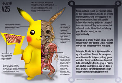 Pikachu Anatomy- Pokedex Entry