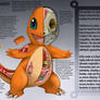 Charmander Anatomy- Pokedex Entry