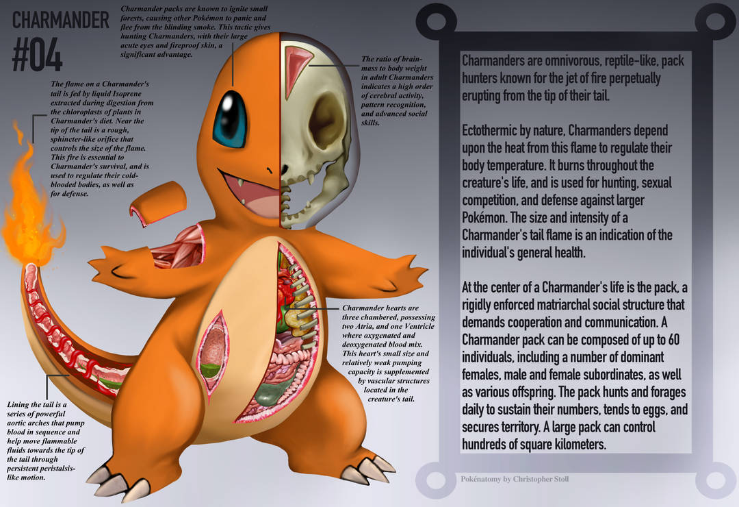 Charmander Anatomy- Pokedex Entry by Christopher-Stoll
