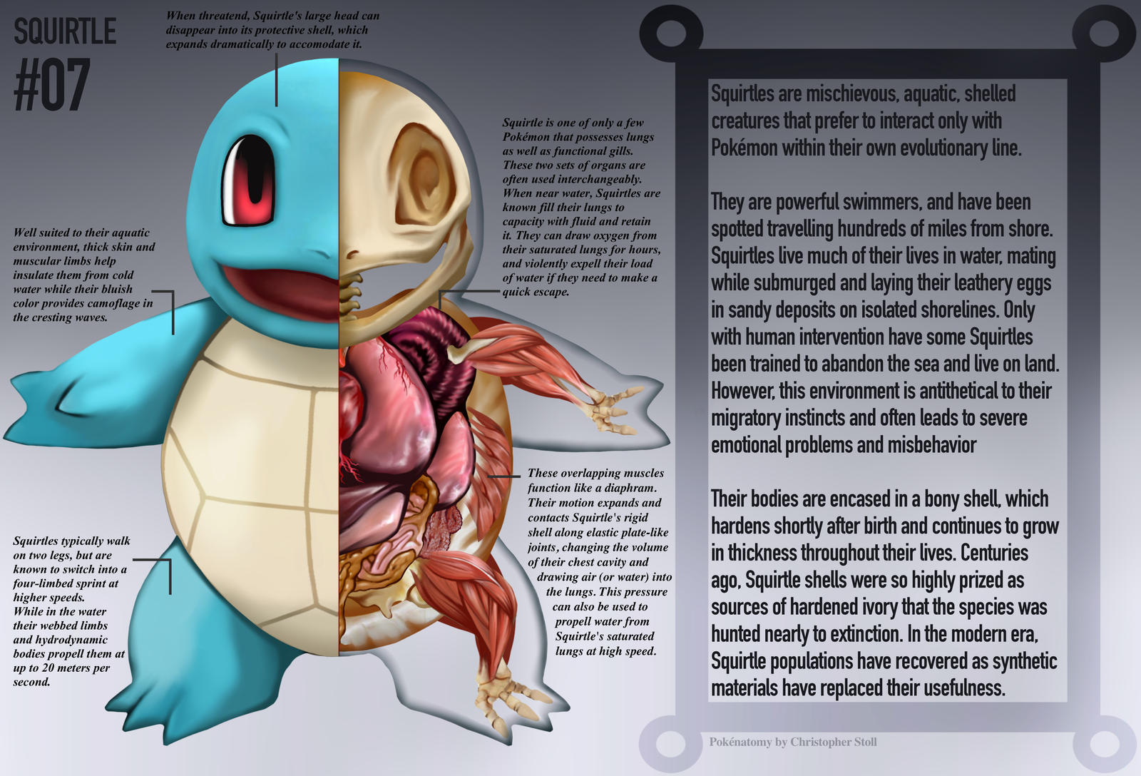 Squirtle Anatomy- Pokedex Entry by Christopher-Stoll