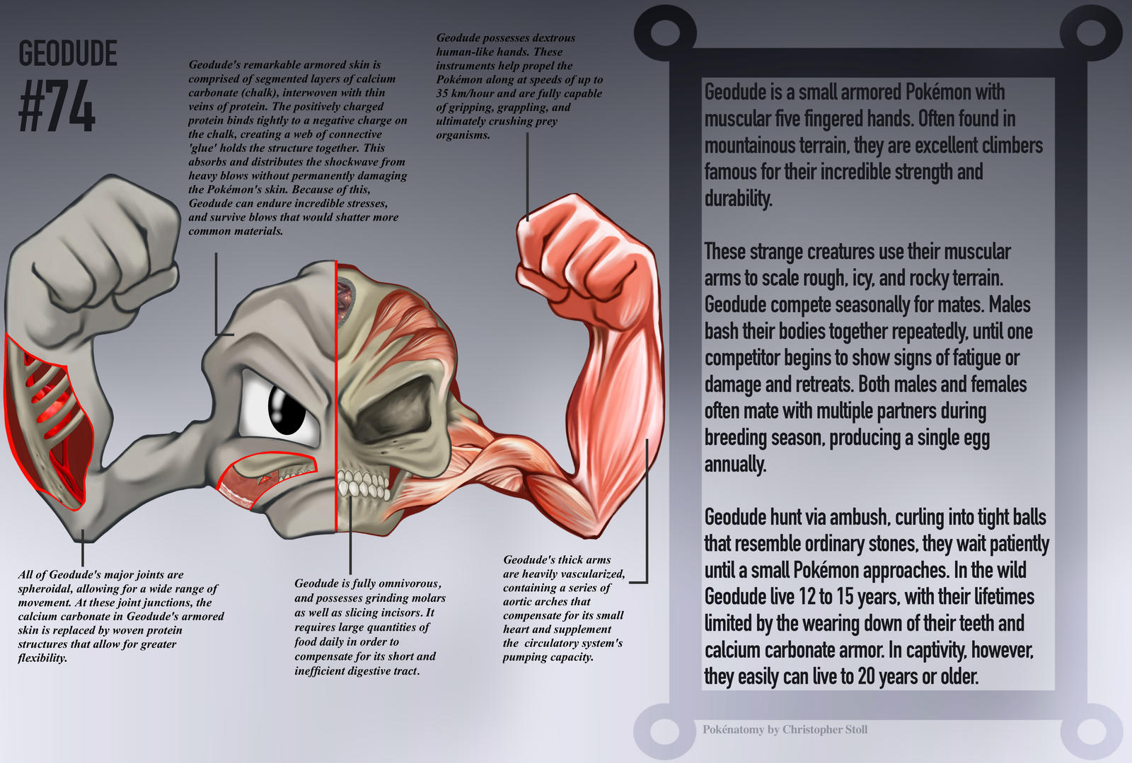 Geodude Anatomy- Pokedex Entry by Christopher-Stoll