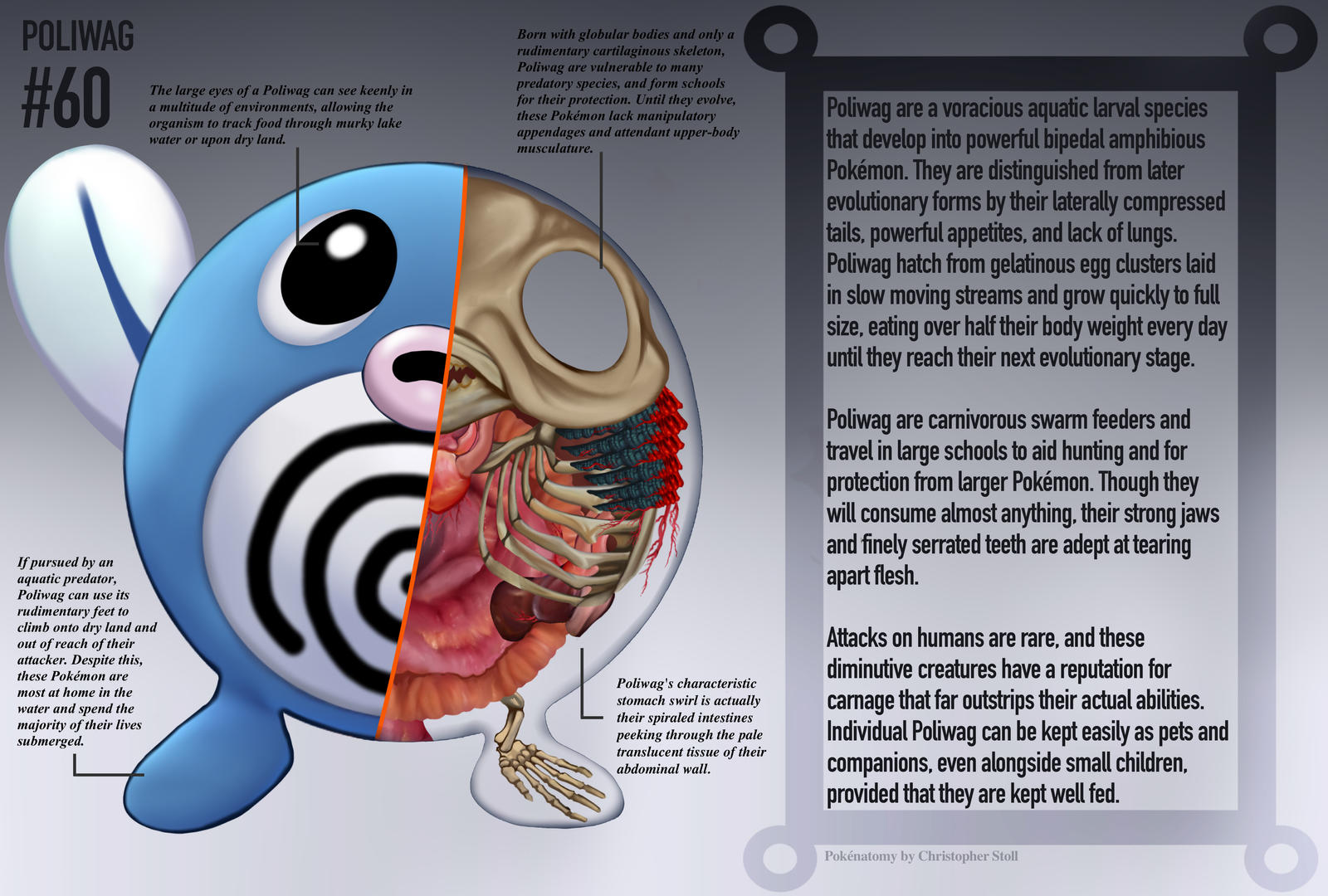 Poliwag Anatomy- Pokedex Entry