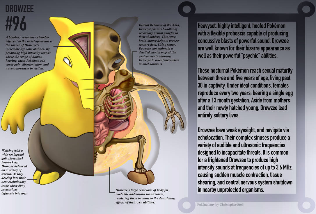 Drowzee Anatomy- Pokedex Entry by Christopher-Stoll