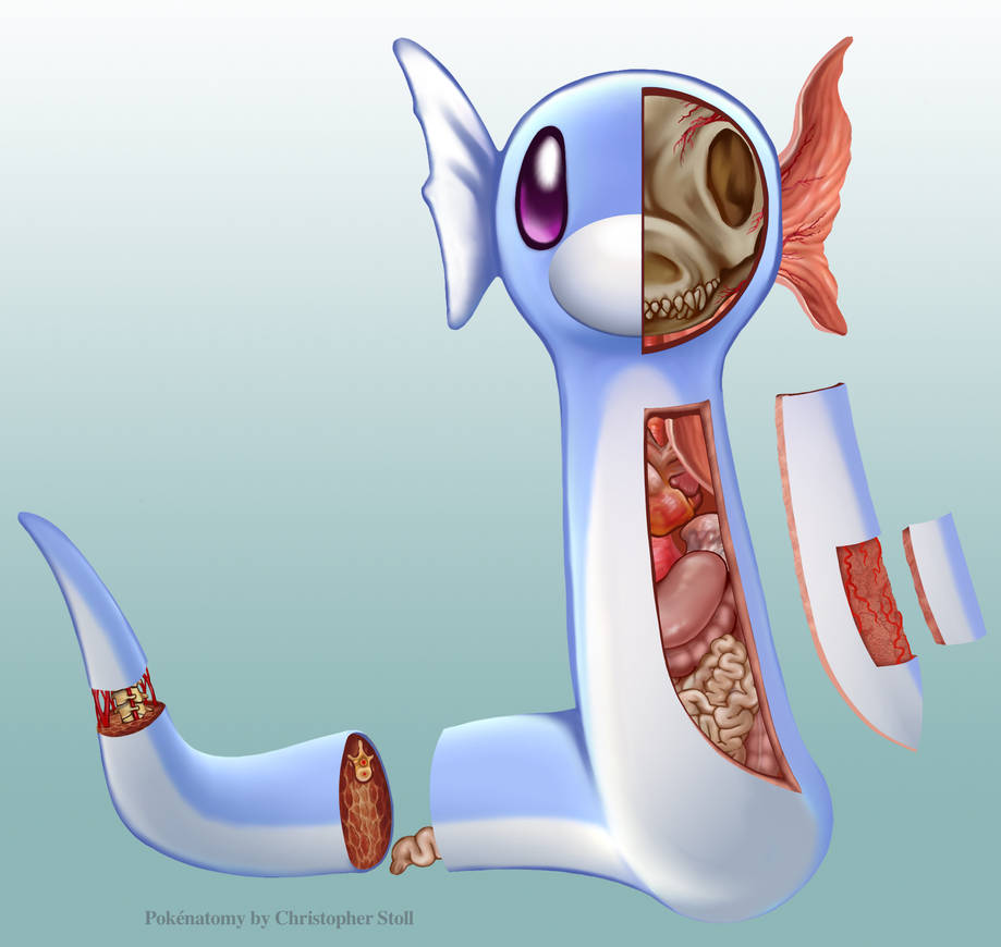 Dratini Anatomy by Christopher-Stoll Dratini Anatomy by Christopher-Stoll