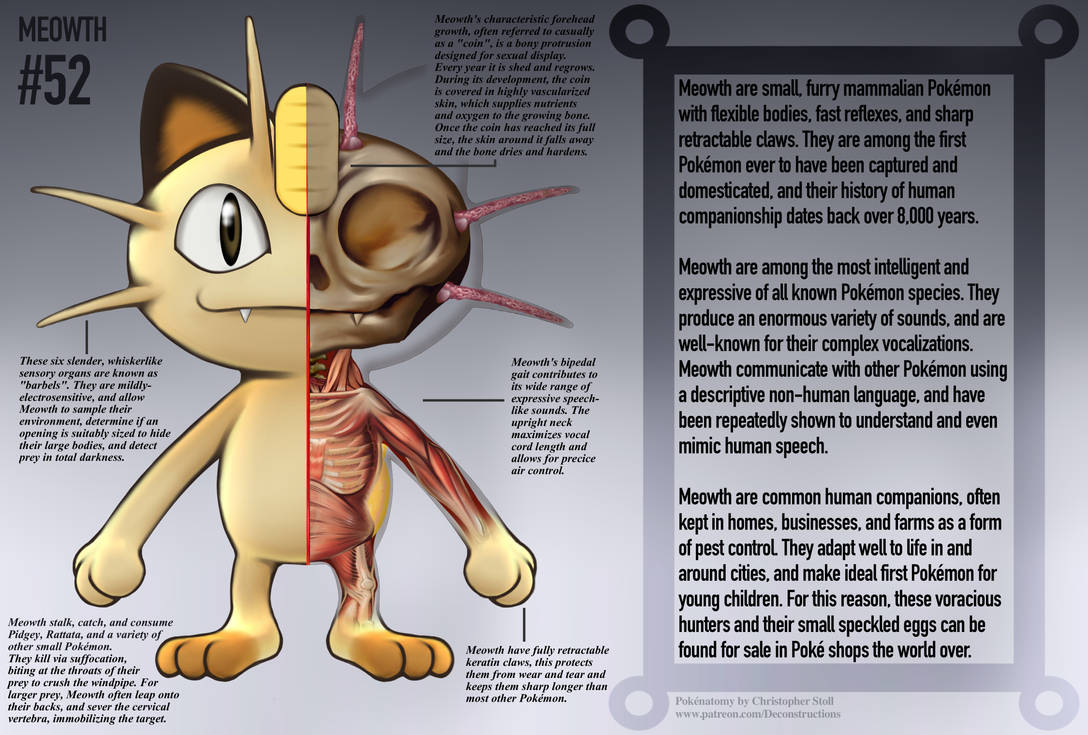 Meowth Anatomy- Pokedex Entry by Christopher-Stoll