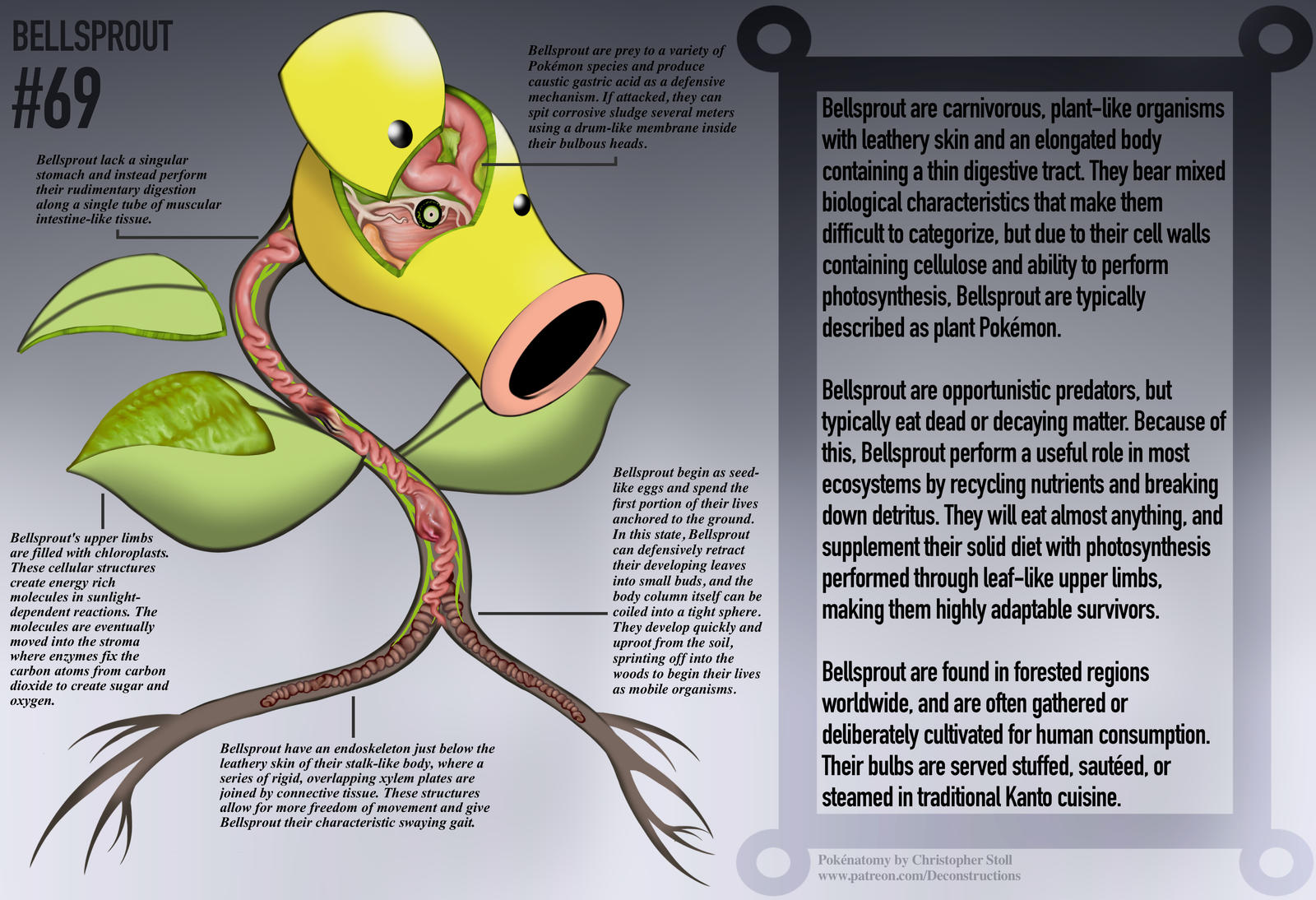 Bellsprout Anatomy- Pokedex Entry by Christopher-Stoll