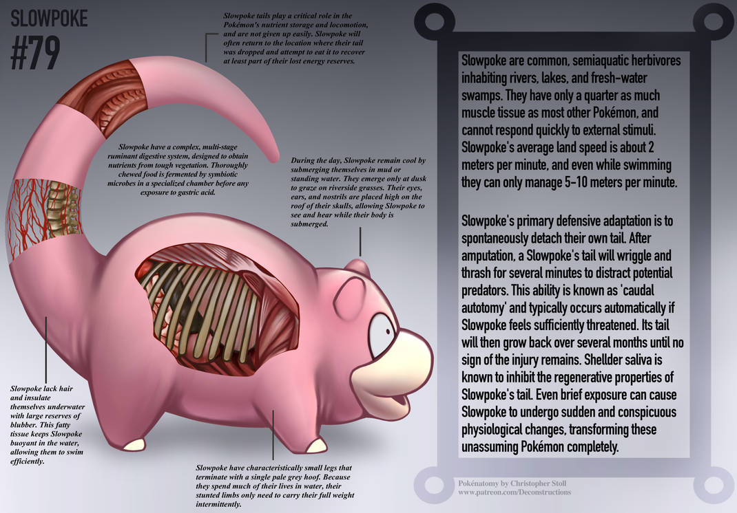 Slowpoke Anatomy- Pokedex Entry by Christopher-Stoll