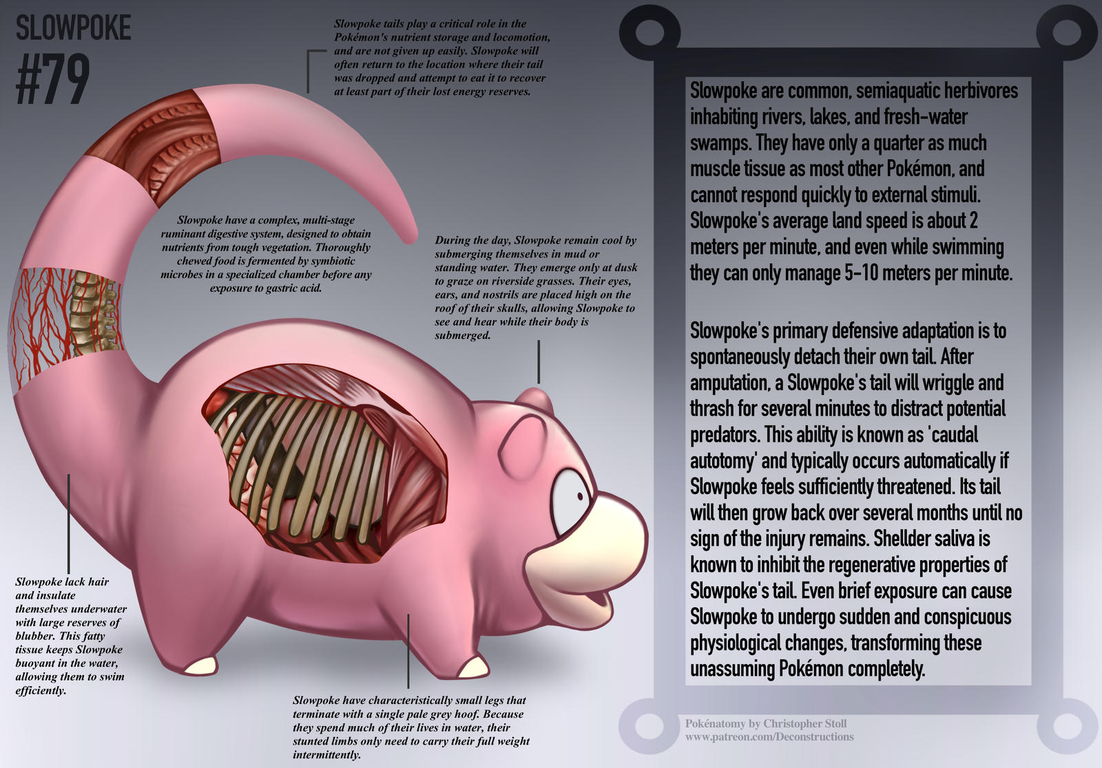 Slowpoke Anatomy- Pokedex Entry by Christopher-Stoll