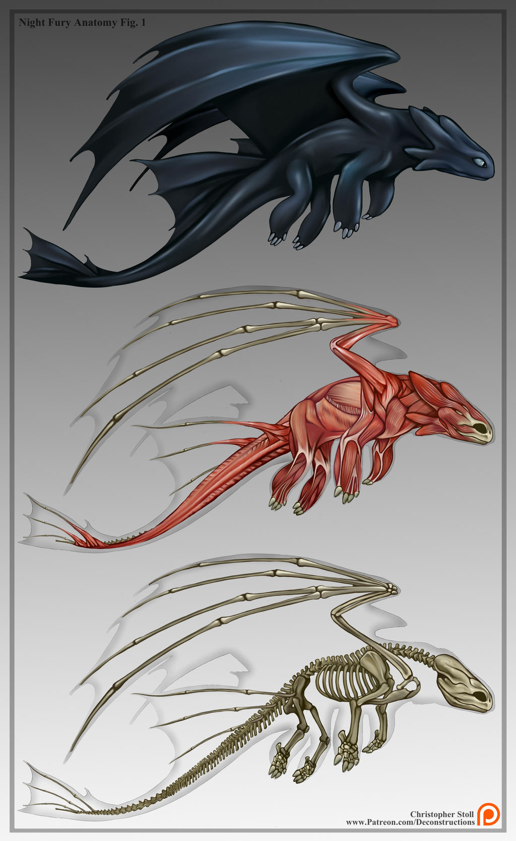 Toothless Deconstruction (Night Fury Anatomy) by Christopher-Stoll on ...