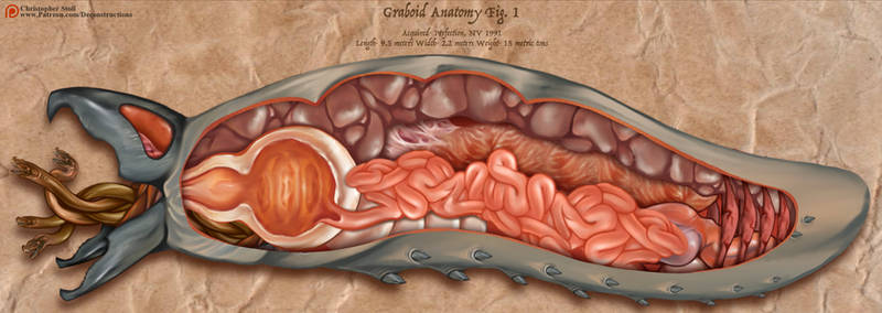 Graboid Anatomy