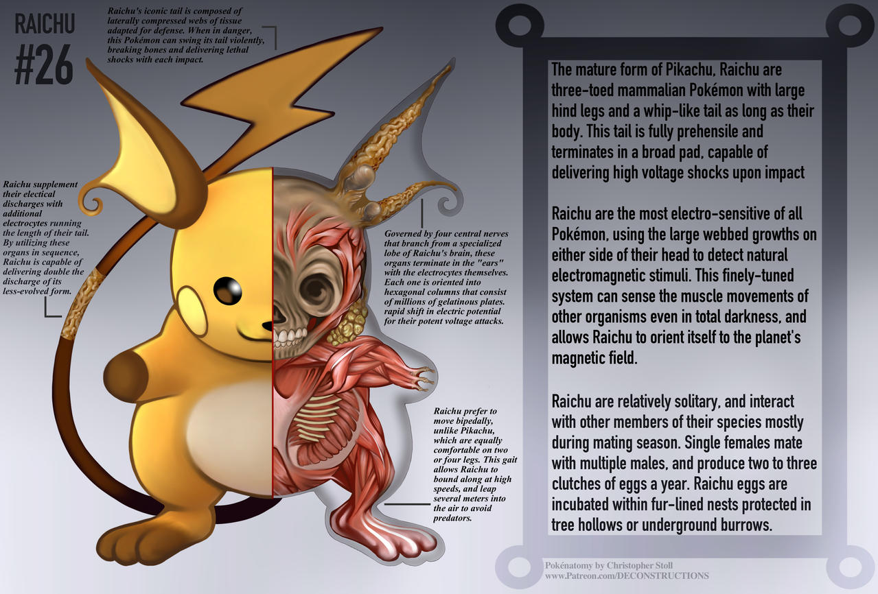 Raichu Anatomy- Pokedex Entry by Christopher-Stoll