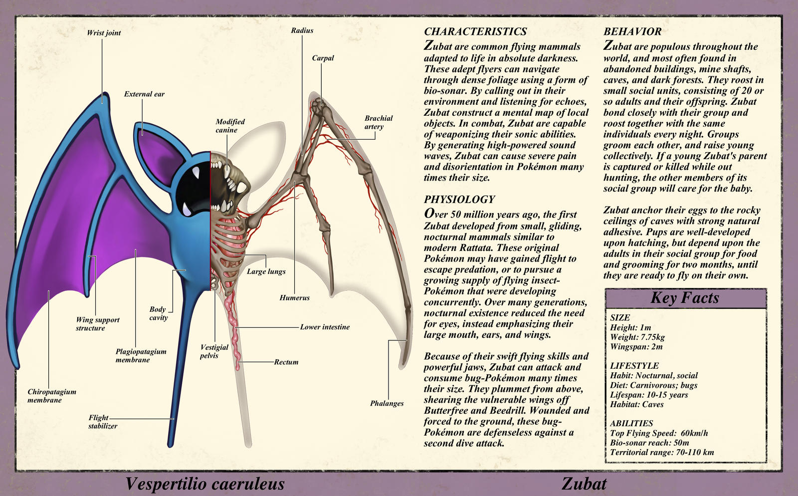 Zubat Anatomy- Pokedex Entry by Christopher-Stoll