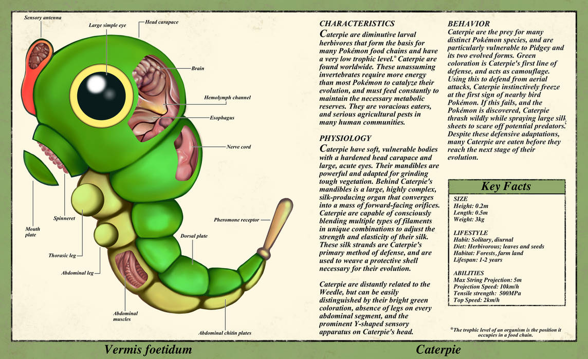 Caterpie Anatomy- Pokedex Entry by Christopher-Stoll